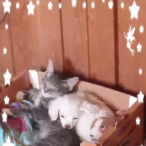 Meet your Posher, Dimitri